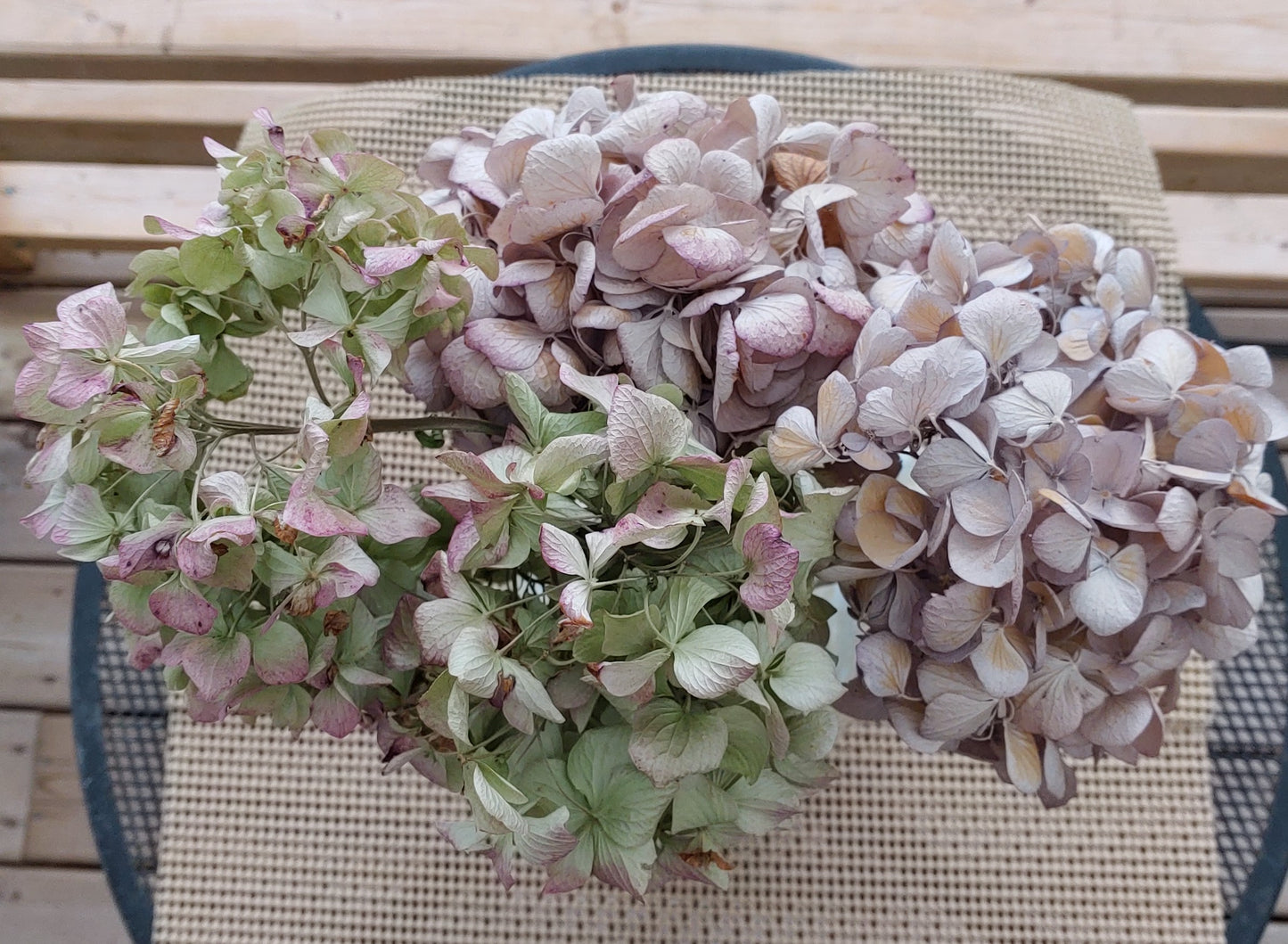 Dried Hydrangea Bunch (3 Stems)